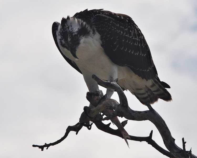osprey in tree eating fish